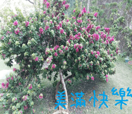 Flowers and trees sticker #14493359