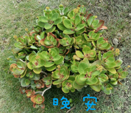 Flowers and trees sticker #14493363