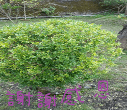 Flowers and trees sticker #14493365