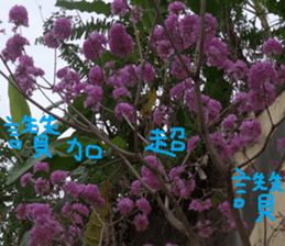 The natural beauty of dusk sticker #14493549