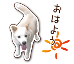 shiroinuR sticker #14493686