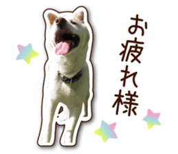 shiroinuR sticker #14493687