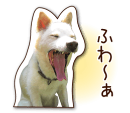 shiroinuR sticker #14493688