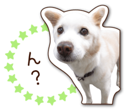 shiroinuR sticker #14493690