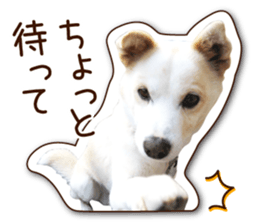 shiroinuR sticker #14493691