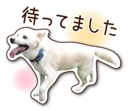 shiroinuR sticker #14493692