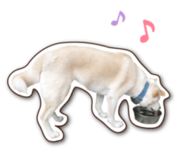 shiroinuR sticker #14493693