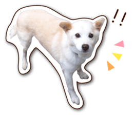 shiroinuR sticker #14493694