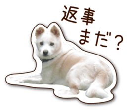 shiroinuR sticker #14493695