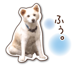 shiroinuR sticker #14493696