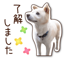 shiroinuR sticker #14493698