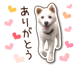 shiroinuR sticker #14493699