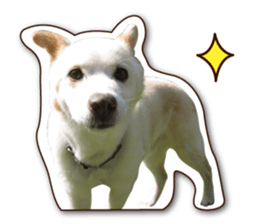 shiroinuR sticker #14493700