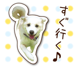 shiroinuR sticker #14493701