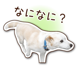 shiroinuR sticker #14493702