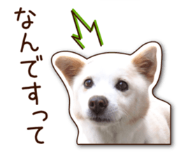 shiroinuR sticker #14493703