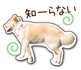 shiroinuR sticker #14493704