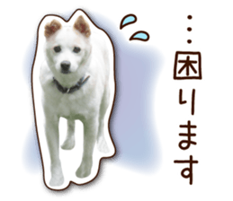 shiroinuR sticker #14493705