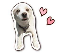 shiroinuR sticker #14493706