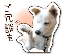 shiroinuR sticker #14493707