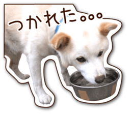 shiroinuR sticker #14493708