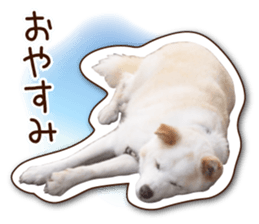 shiroinuR sticker #14493709