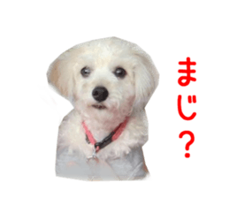 Real DOG Toy Poodle sticker #14493752