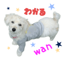 Real DOG Toy Poodle sticker #14493753