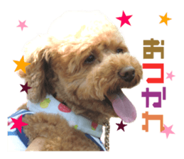 Real DOG Toy Poodle sticker #14493754