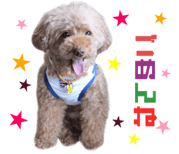 Real DOG Toy Poodle sticker #14493755