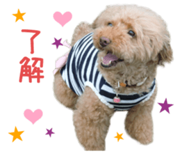 Real DOG Toy Poodle sticker #14493756