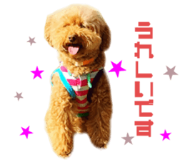 Real DOG Toy Poodle sticker #14493757
