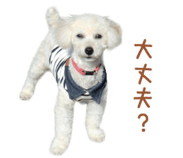 Real DOG Toy Poodle sticker #14493759