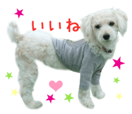 Real DOG Toy Poodle sticker #14493760
