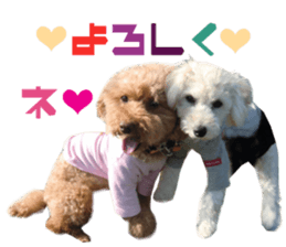 Real DOG Toy Poodle sticker #14493761