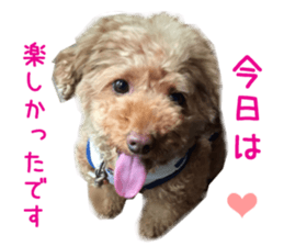 Real DOG Toy Poodle sticker #14493764
