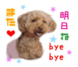 Real DOG Toy Poodle sticker #14493765
