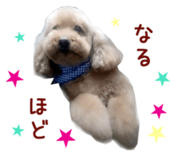 Real DOG Toy Poodle sticker #14493769