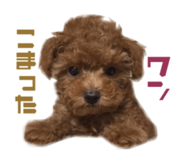 Real DOG Toy Poodle sticker #14493770