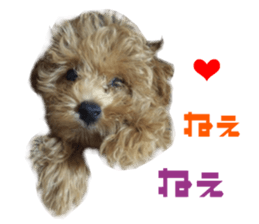 Real DOG Toy Poodle sticker #14493772