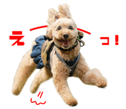 Real DOG Toy Poodle sticker #14493774