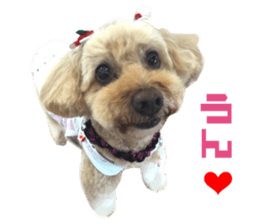 Real DOG Toy Poodle sticker #14493775