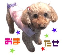 Real DOG Toy Poodle sticker #14493776