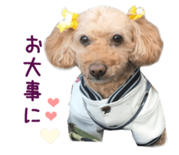 Real DOG Toy Poodle sticker #14493777