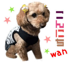Real DOG Toy Poodle sticker #14493778