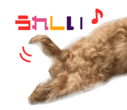 Real DOG Toy Poodle sticker #14493779