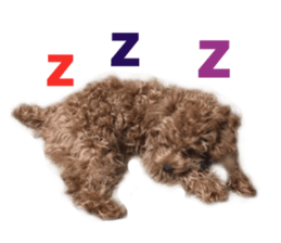 Real DOG Toy Poodle sticker #14493781