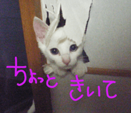 White cat kitty silver real photo sticker #14495302