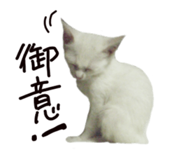 White cat kitty silver real photo sticker #14495303