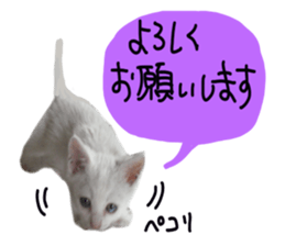 White cat kitty silver real photo sticker #14495304